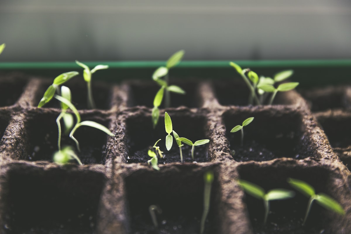 raised garden bed