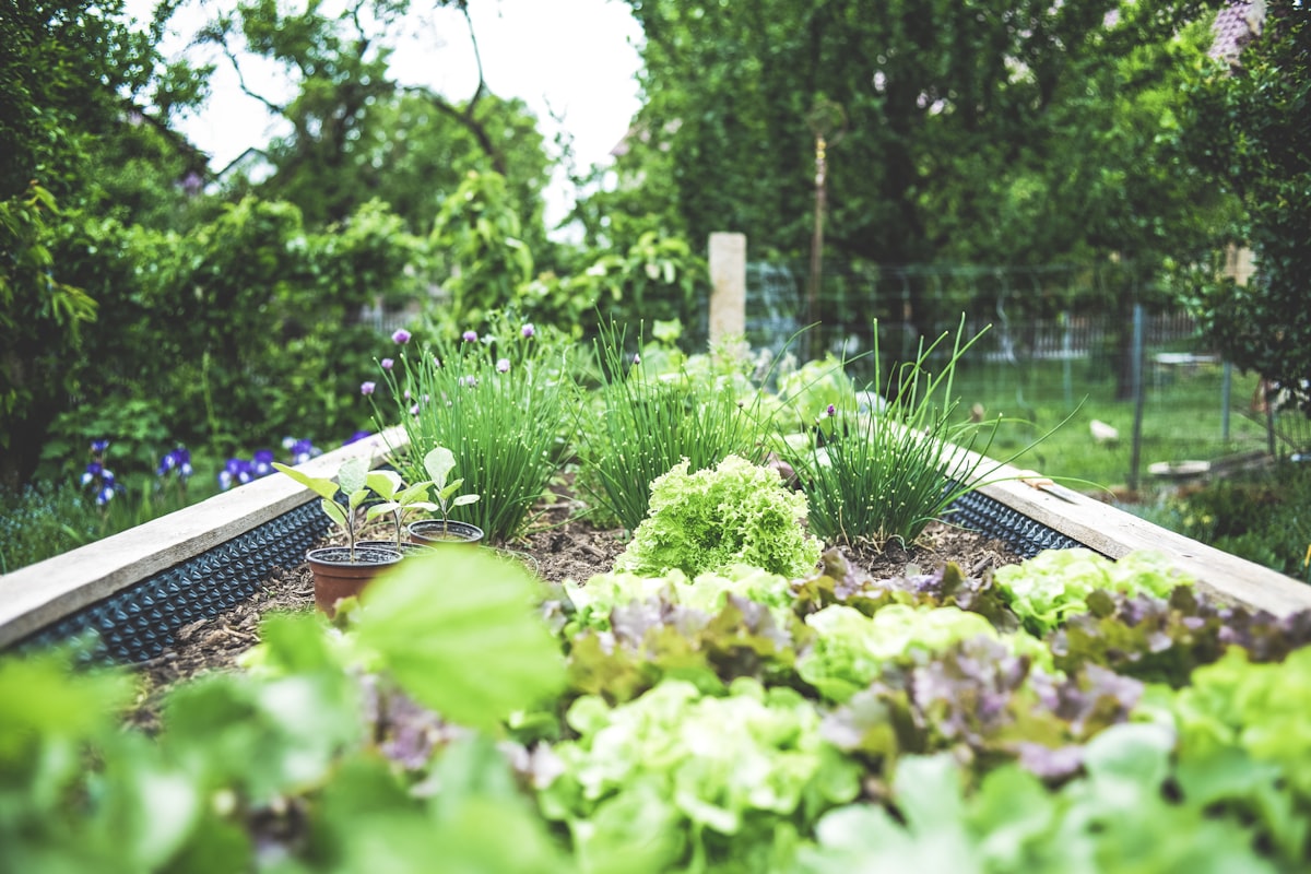 fresh greens
